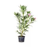Nura Botanik Zakkum Fidanı, Pembe, 70-100 cm, Saksılı, Dış Mekan (Oleander)