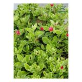 Nura Botanik Zemin Örtücü Buz Çiçeği Delosperma, 3 Adet Saksılı, 15-20 cm, Yeşil