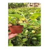 Nura Botanik Zümrüt Dalgası Çiçeği Fidanı, Saksılı Sarmaşık Bitki, Peperomia, 15-30 cm, 1 Adet