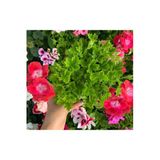 Nurbanu Ceylan Gözü Sardunya Çiçeği Fidanı Açık Pembe 10-20 Cm