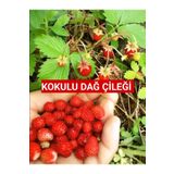 Nutyen 10 Adet Karadeniz Kokulu Yabani Dağ Çileği Fidesi Açık Köklü (10-20 CM)