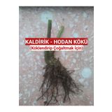 Nutyen 2 Adet Kaldirik - Hodan - Ispıt Otu Kökü Fidesi - Açık Kök (Köklendirip Çoğaltmak İçin)