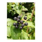 Nutyen 3 Yaş Tüplü Aronya Fidanı - Süper Meyve (Aronia) - Bol Meyve Veren Canlı Bahçe Bitkisi