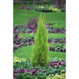 Nutyen Altuni Mazı Fidanı (Thuja Orientalis Aurea) Tüplü Herdem Yeşil Bahçe Çit Bitkisi