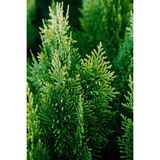 Nutyen Altuni Mazı Fidanı (Thuja Orientalis Aurea) Tüplü Herdem Yeşil Bahçe Çit Bitkisi