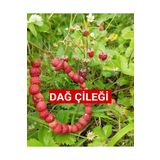 Nutyen Karadeniz Kokulu Yabani Dağ Çileği Fidesi 1 Adet Tüplü (10-20 CM)
