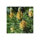 Nutyen Tüplü Fıstık Çamı Fidanı (Pinus Pinea) - Bahçe ve Peyzaj İçin 4 Mevsim Dikilebilir Canlı Çam Ağacı Fidanı