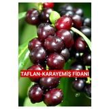 Nutyen Tüplü Karayemiş-Taflan-Laz-Kirazı Fidanı 1 Yaş