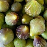Nutyen Tüplü Yöresel Jumbo Meyveli Karadeniz Patlıcan Inciri Fidanı
