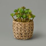 Objevi 7x8x8 cm Hasır Efekt Saksıda Sukulent