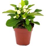 Odea Bitkim Sende Euphorbia Milii Dikenler Tacı Çiçekli Kaktüs, 10 cm Saksı, Bitki Besini Hediyeli