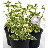 Odea Gardenbox Cezayir Menekşesi Alacalı Büyük Çiçekli Vinca Major Variegata Saksıda