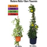 Odea Gardenbox Hedera Helix Duvar Sarmaşığı + Sarı Yasemin Çiçeği Fidanı 2'li Bahçe Seti