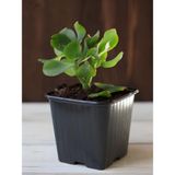 Odea Gardenbox Mini Boy Saksılı Para Çiçeği, Yeşim Sukulent, 10-15CM