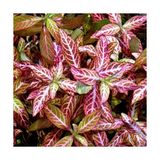 Odea Hygrophila Polysperma Rosanervig Kolay Akvaryum Zemin Bitkisi Canlı Akvaryum Bitkisi