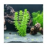 Odea Limpnophila Sessiliflora 5 Dal Kusursuz Akvaryum Bitkisi Canlı Bitki