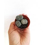 Odea Lithops Taş Kaktüs, Btsts6