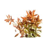 Odea Ludwigia Brevipes 5 Dal Kolay Akvaryum Zemin Bitkisi Canlı Akvaryum Bitkisi