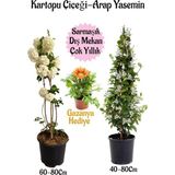 Odea Nura Botanik Kartopu Çiçeği, Arap Yasemini, Sarı Gazanya Saksılı Bahçe Seti, 3 Adet