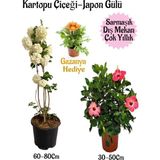 Odea Nura Botanik Kartopu Çiçeği, Pembe Japon Gülü, Sarı Gazanya Saksılı Bahçe Seti, 3'lü Kombo