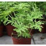 Odea Nura Botanik Kokulu Itır Bitkisi, 1 Adet Saksılı, 15-25CM, Pelargonium Odoratissimum, Iç Mekan Terası Bitkisi
