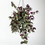 Odea Nura Botanik Tradescantia Zebrina Dönmez Çiçek Telgraf Çiçeği Askılı Saksı