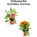 Odea Pembe Beyaz-Turuncu Sarı Gazanya Çiçeği 2 Adet SAKSILI(10-20CM) Bahçe Balkon Çiçeği