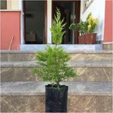 Odea Tüplü Limoni Servi Fidanı 4 Adet Boy 50-60CM - 1 Adet