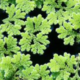 OEM Azolla Caroliniana 30 cc Kapta Su Üstü Bitkisi Yavru Saklanması Için Akvaryum, Havuz Bitkisi