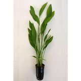 OEM Echinodorus Argentinensis Saksı Canlı Bitki P056