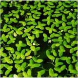 OEM Lemna Minor Mercimek 30X30CM Su Üstü Canlı Bitki