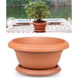 OEM Limon Servi Bonsai Tohumu (Saksı Toprak Seti)