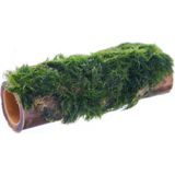 OEM Marimo Moss Bambu Canlı Bitki