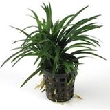 OEM Ophiopogon Japonica Saksı Canlı Bitki P122