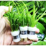 OEM Sagittaria Subulata 1 Bağ 2-4 Kök Akvaryum Zemin Bitkisi Canlı Akvaryum Bitkisi
