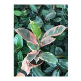 Ofis Bitkisi Pembe Alacalı Kauçuk-Ficus Elastica Belize, BTS05032025BYB38