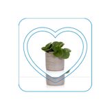 Ofis Hediyesi Peperomia Obtusifolia Seramik Saksılı