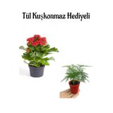Öğretmenler Gününe Özel Hediyelik Kırmızı Renk Kalanşo Çiçeği Tül Kuşkonmaz