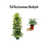 Öğretmenler Gününe Özel Parlak Yapraklı Alacalı Şeflera Bitkisi Tül Kuşkonmaz Hediyeli