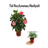 Öğretmenler Gününe Özel Pembe Renk Japon Gülü Çiçeği Tül Kuşkonmaz Hediyeli