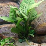 Ohbe Express Anubias Heterophylla Mini In 200CC