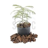 Ohbe Express Natural Dekoratif Çam Kabuğu, Kahverengi, 20-40 Mm, 1 Litre, Iç ve Dış Mekan Peyzaj Süslemesi Için, Organik Bahçe Malzemesi - Option-1 - 51R-Turuncu