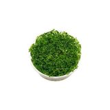 Ohbe Express Rotala Indica Green In 200CC Canlı Bitki