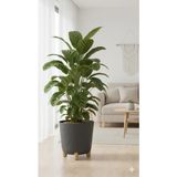 Okacih Büyük Modern Stick Line Saksı Akıllı Altlıklı 30X30 cm 25 Litre