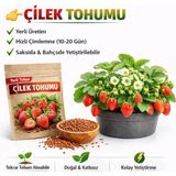 Okacih Çilek Tohumu Yerli Üretim – Hızlı Çimlenen, Saksı & Bahçe Için, Aromatik Şifalı Bitki Tohumu - 1 Paket