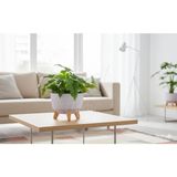 Okacih Modern Stick Line Bambu Ayaklı Saksı Akıllı Altlıklı 19X16 cm 3 Litre