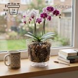 Okacih Şeffaf Orkide Saksısı Iç Hazneli Saksı Kök Görünümlü 1.6 Litre -14 cm