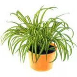 Oksijen Bitkisi Kurdele Çiçeği Fidanı 10-20 Cm
