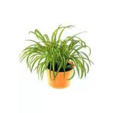 Oksijen Bitkisi Kurdele Çiçeği Fidanı 15-25 cm