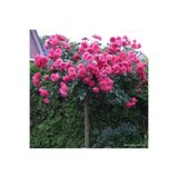 OLİMPOS TARIM 1 Adet Açık Kök Pembe Baston Gül Fidanı 1 Yaşında 20-25cm